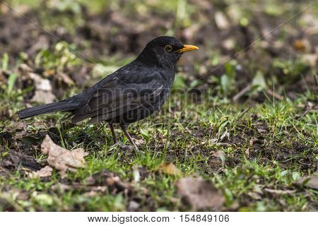 A blackbird on the ground is searching for fodder