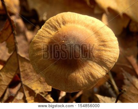 A fresh specimen of Inocybe napipes (Bulbous Fibrecap) growing in leaf litter on the forest floor