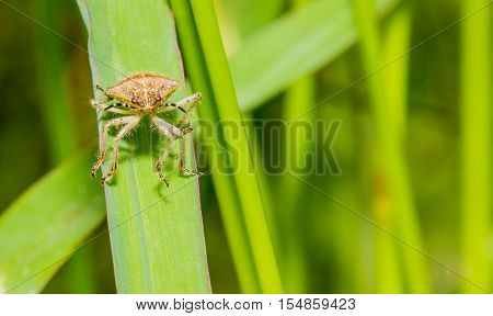 Brown stink bug standing on back legs on a green leaf