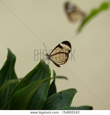 Beautiful butterfly, Nero Glasswing, Greta nero, close-up of transparent glass wing butterfly on green leaves. Scene from tropical forest, Mexico, resting on a green leaf, beautiful insect wings.