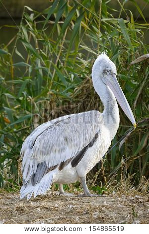 Dalmatian Pelican (Pelеcanus crispus) stands on the shore of the lake