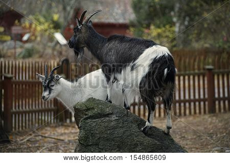 2 goats has climed up on a rock. A blurry background with a fence and a house.