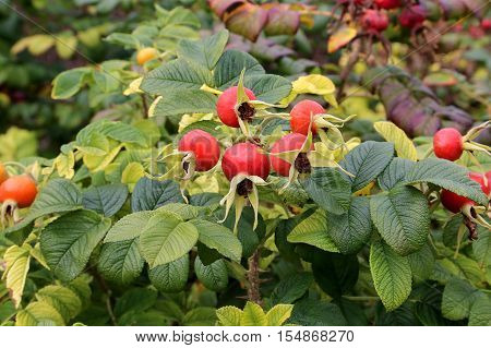 Branch of beautiful colorful berries of wild rose