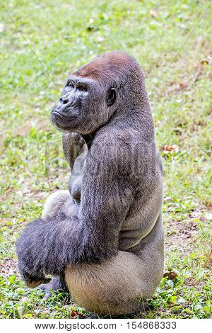 Silver back gorilla looking alert and menacing against a natural background