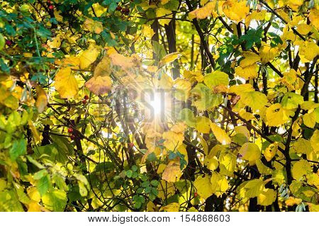 Sunlight through yellow leaves in Autumn in Europe.