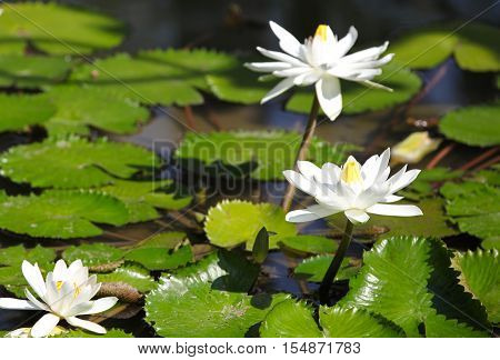 Multicolored flowers lilies grow in the water Thailand. Southeast Asia