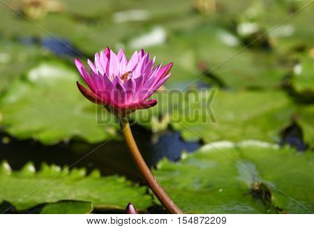 Multicolored flowers lilies grow in the water Thailand. Southeast Asia