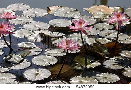 Multicolored flowers lilies grow in the water Thailand. Southeast Asia