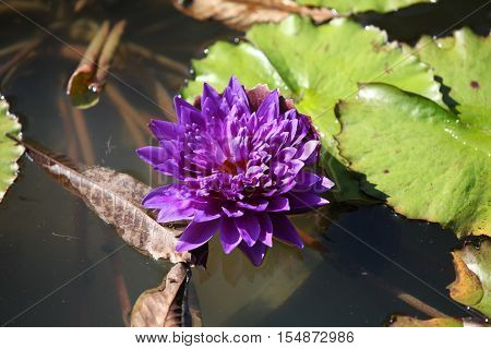 Multicolored flowers lilies grow in the water Thailand. Southeast Asia