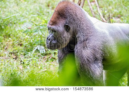 Silver Back Gorilla Looking Alert And Menacing Against A Natural Background