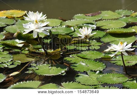 Multicolored flowers lilies grow in the water Thailand. Southeast Asia
