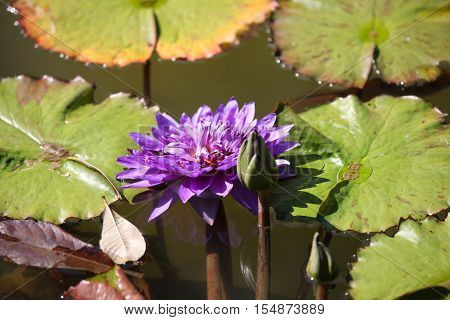 Multicolored flowers lilies grow in the water Thailand. Southeast Asia