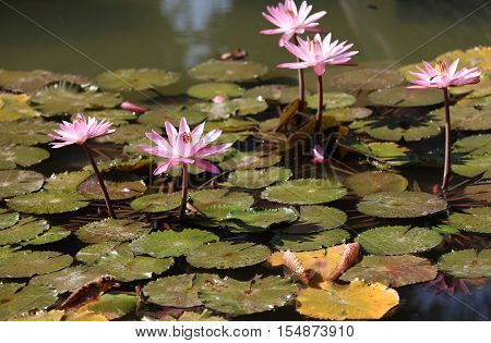 Multicolored flowers lilies grow in the water Thailand. Southeast Asia