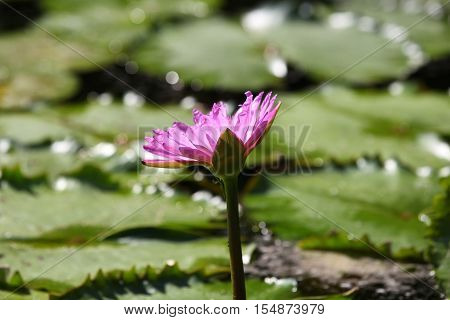 Multicolored flowers lilies grow in the water Thailand. Southeast Asia