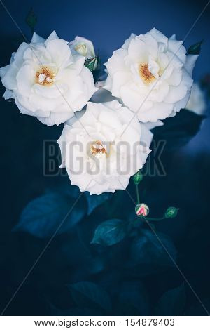 Beautiful fairy dreamy magic white beige creamy roses flowers on faded blurry green blue background toned with instagram filters in retro vintage style with film effect soft selective focus