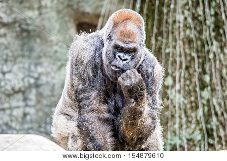 Silver Back Gorilla Looking Alert And Menacing Against A Natural Background