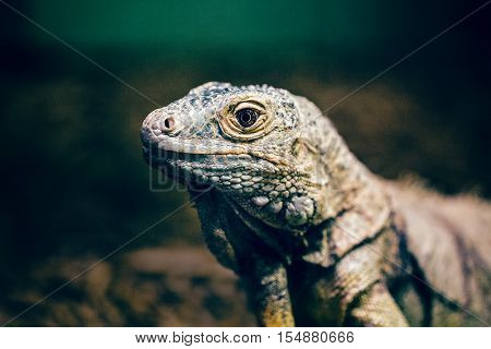 Closeup portrait of green American common iguana in zoo arboreal species of lizard reptilia