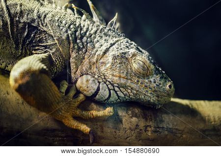 Closeup portrait of green American common iguana sleeping on a tree in zoo arboreal species of lizard reptilia