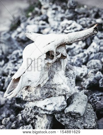 Animal skull with horns on gray stones rocks grungy background