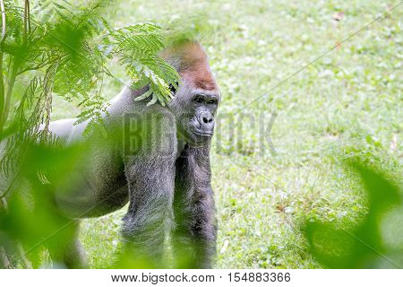 Silver back gorilla looking alert and menacing against a natural background