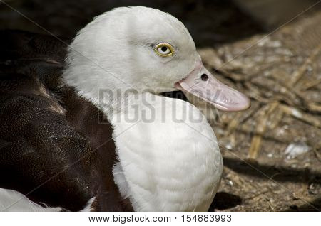 this is a close up of a radjah shelduck