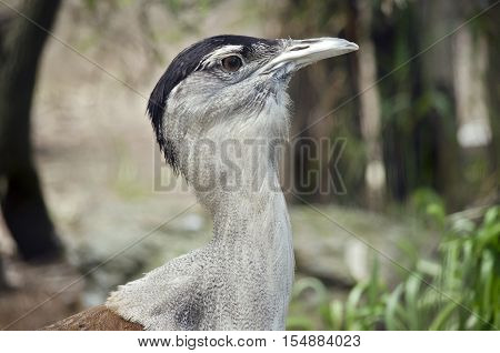 this is a close up of a Australian bustard
