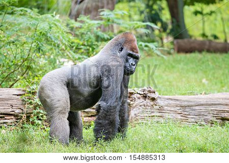 Silver Back Gorilla Looking Alert And Menacing Against A Natural Background