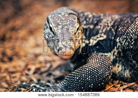Closeup portrait of large lizard iguana in zoo arboreal species of lizard reptilia