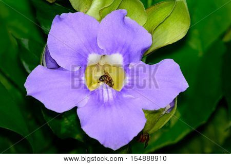 Blue Thunbergia - Thunbergia Grandiflora, With Honeybees