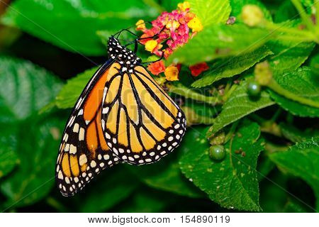 Monarch Butterfly (Danaus plexippus) On Lantana flowers with green follage and berries.