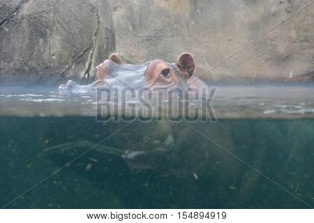 An underwater view of a lone hippopotamus