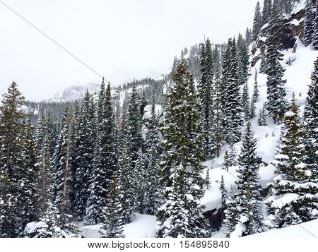Snow covered woods on the mountain slope