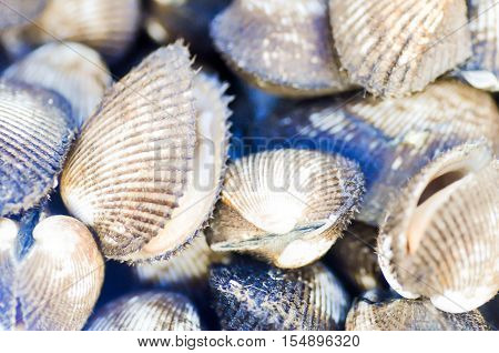 ark shellAnadara inaequivalvis or scallop for sell