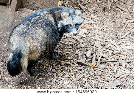 cute racoon dog on ground at zoo