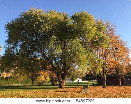 Big, colorful autumn trees in park with clear blue sky background.