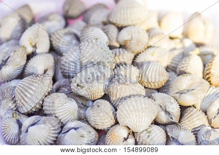 ark shell , cockle or boiled scallop dish