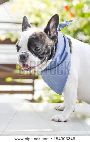 absent-minded French bulldog or open the mouth French bulldog