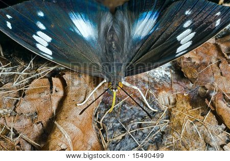 나비 (apatura Schrencki)