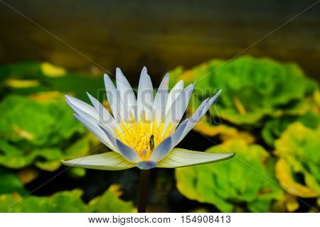 Close up small blooming white lotus in the pond with aphid on carpel
