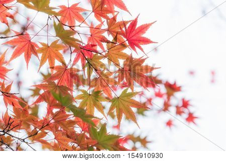 Japanese maple in autumn season for background Lake Kinrinko Yufuin Japan