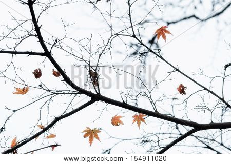 Dry Japanese maple leaves in autumn season for background Lake Kinrinko Yufuin Japan