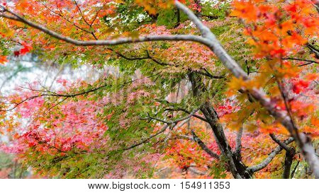 Japanese maple in autumn season for background Lake Kinrinko Yufuin Japan