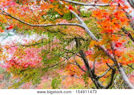 Japanese maple in autumn season for background Lake Kinrinko Yufuin Japan