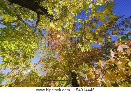 Fall Color Of Valyermo