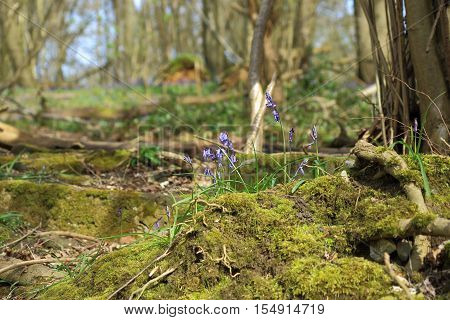 A close up of a beautiful bluebell (Hyacinthoides non-scripta,) in the woodlands