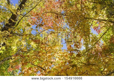Fall Color Of Valyermo