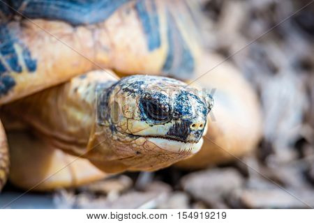 a Razor-Backed Musk Turtle (Sternotherus carinatus) Kinosternidae