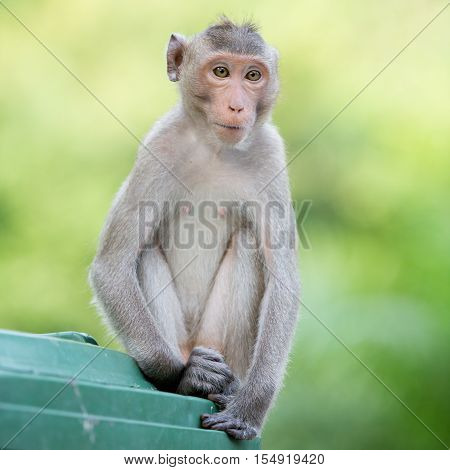 portrait little monkey in the big zoo