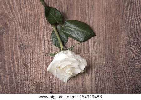 Soft Photo Of A White Rose On Wooden Background