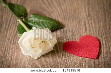 Soft Photo Of A White Rose On Wooden Background